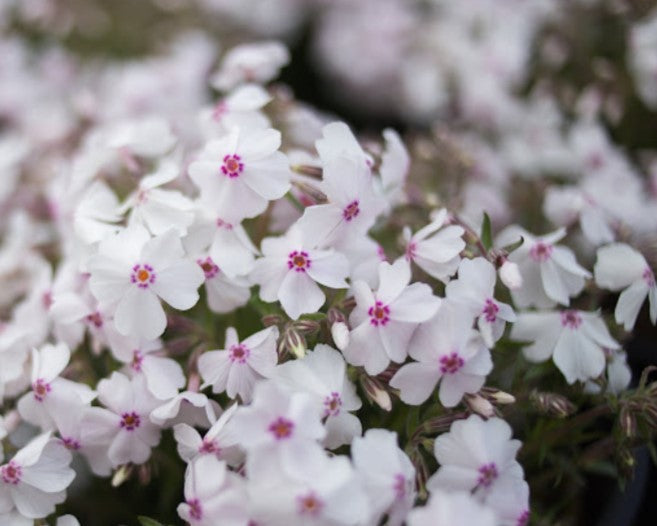 Phlox subulata 'Amazing Grace' - lyngljómi