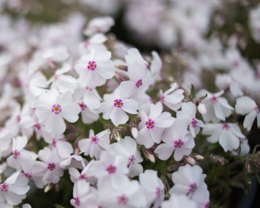 Phlox subulata 'Amazing Grace' - lyngljómi