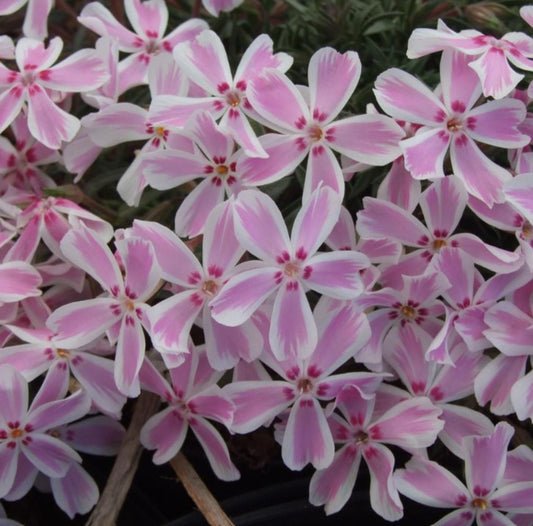 Phlox subulata 'Candy Stripe' - lyngljómi