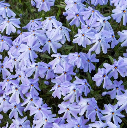 Phlox subulata 'Emerald Cushion Blue' - lyngljómi