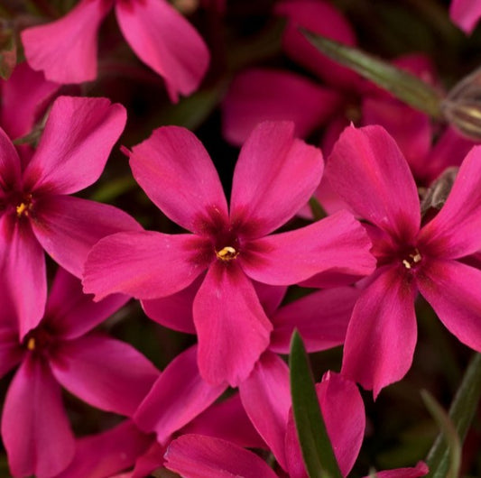 Phlox subulata 'Scarlet Flame' - lyngljómi