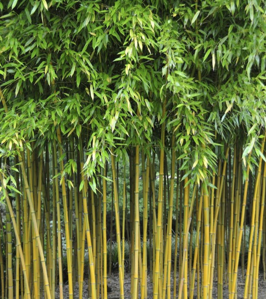Phyllostachys aureosulcata 'Spectabilis' - bambus