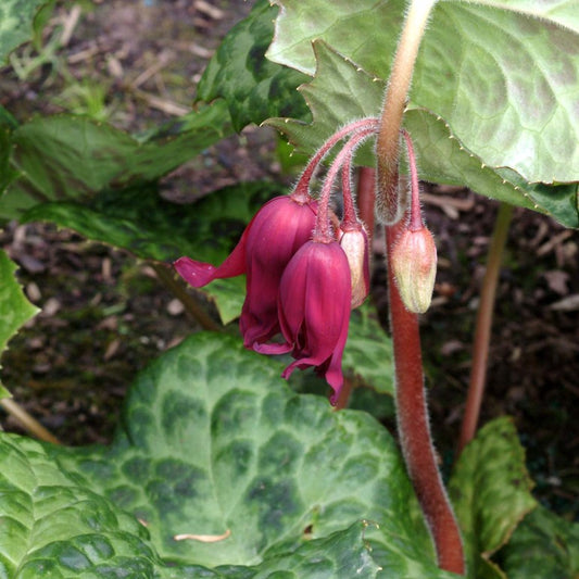 Podophyllum 'Spotty Dotty' - maíepli