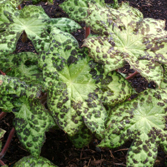 Podophyllum 'Spotty Dotty' - maíepli