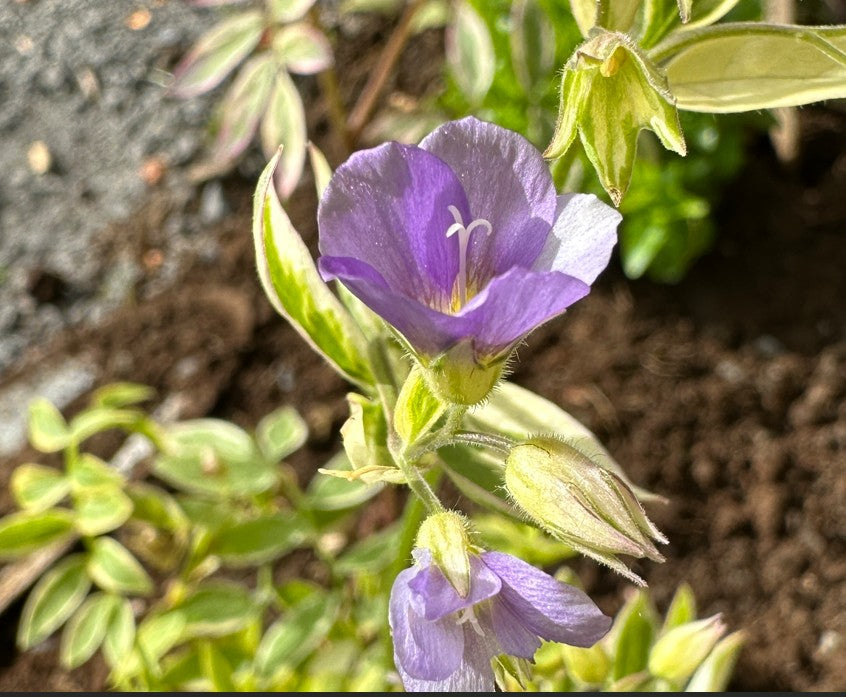 Polemonium pulcherrimum 'Golden Feather' - jósefsstigi