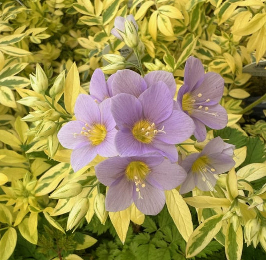 Polemonium pulcherrimum 'Golden Feather' - jósefsstigi