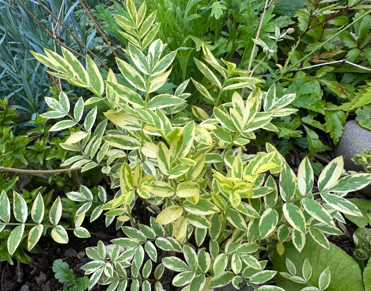 Polemonium pulcherrimum 'Golden Feather' - jósefsstigi