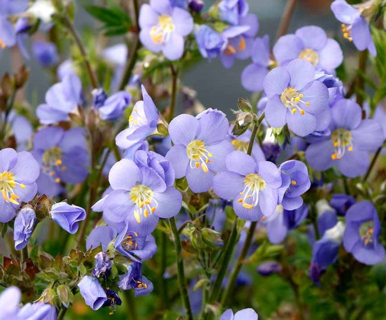 Polemonium 'Hurricane Ridge' - jakobsstigi