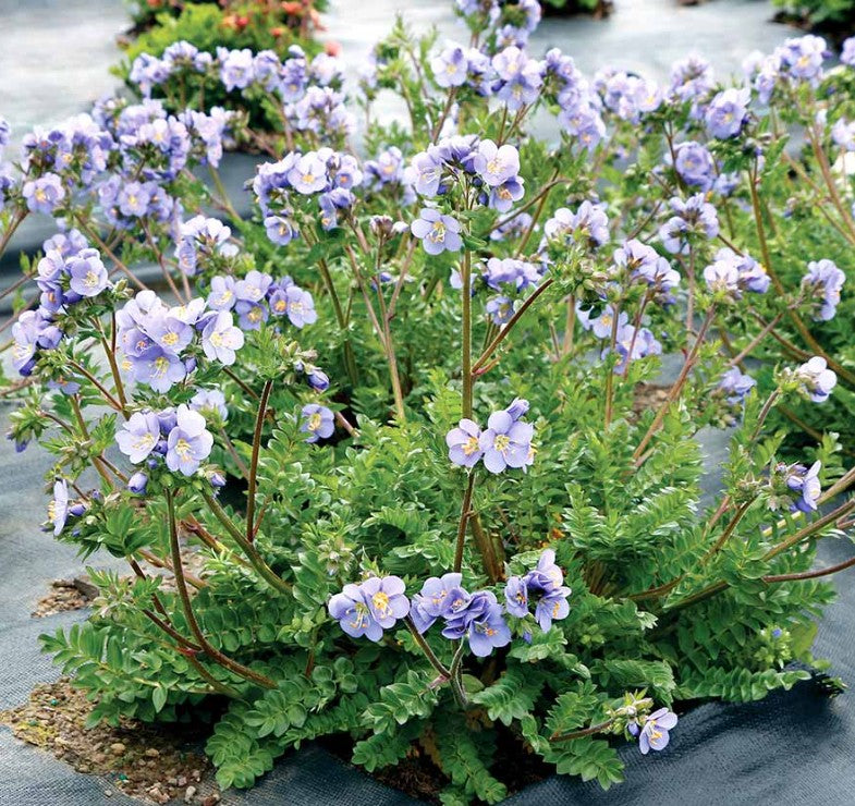 Polemonium 'Hurricane Ridge' - jakobsstigi