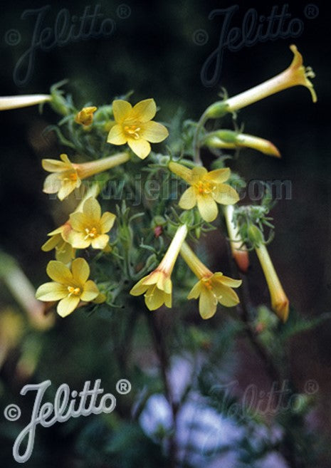 Polemonium pauciflorum - pípustigi