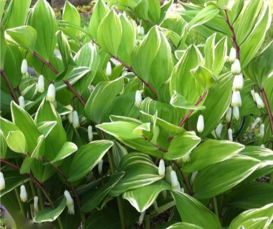 Polygonatum falcatum 'Variegatum' - slútinnsigli