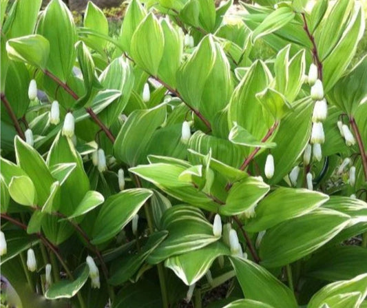 Polygonatum falcatum 'Variegatum' - slútinnsigli