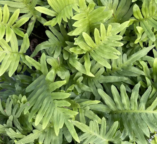 Polypodium vulgare 'Whitley Giant' - köldugras