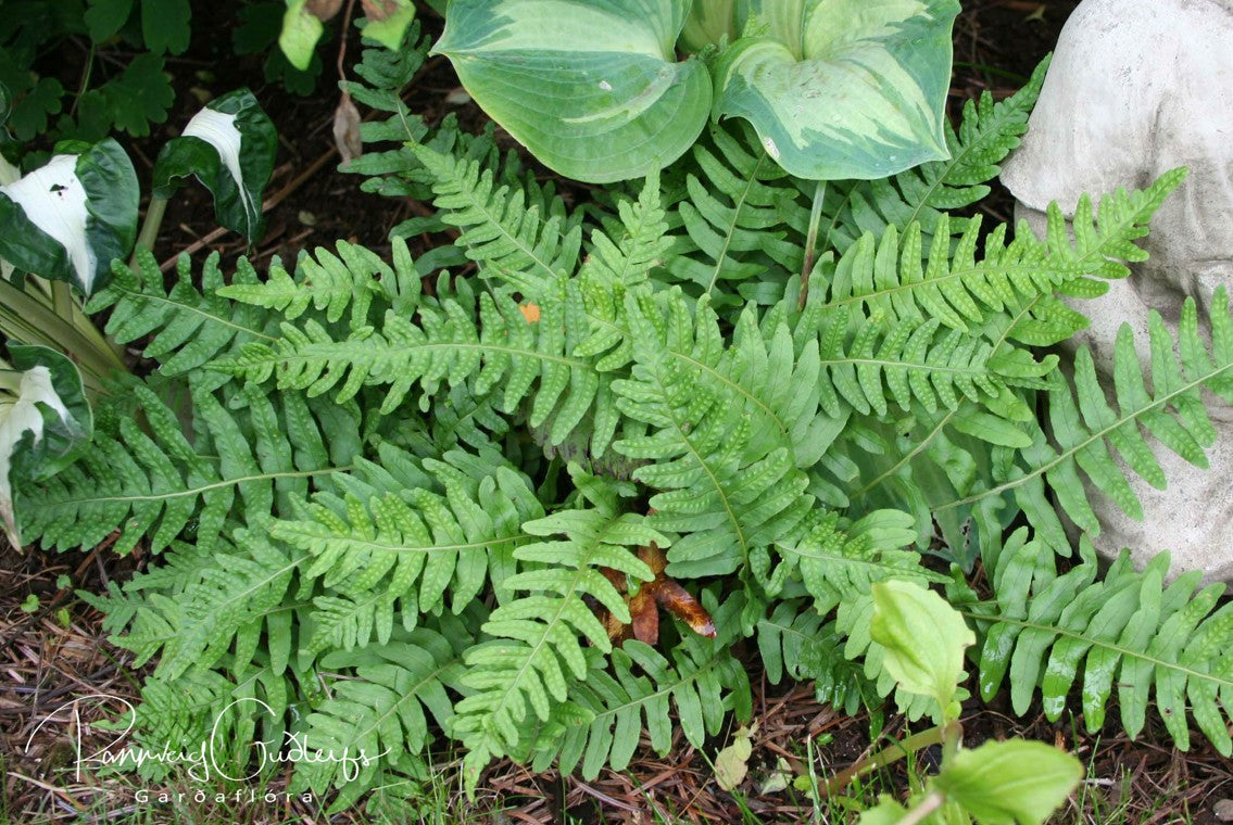 Polypodium vulgare - köldugras