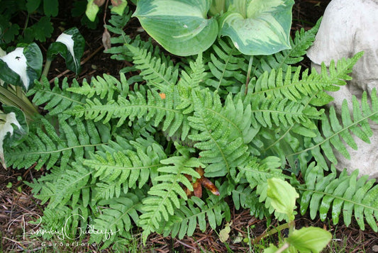 Polypodium vulgare - köldugras