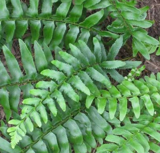 Polystichum acrostichoides - jólauxatunga