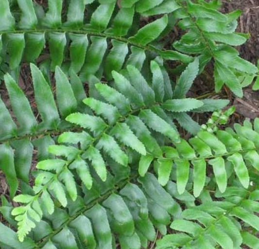 Polystichum acrostichoides - jólauxatunga