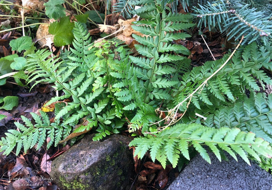 Polystichum aculeatum - skrápuxatunga