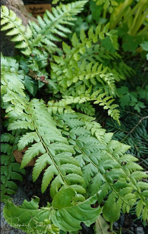 Polystichum aculeatum - skrápuxatunga