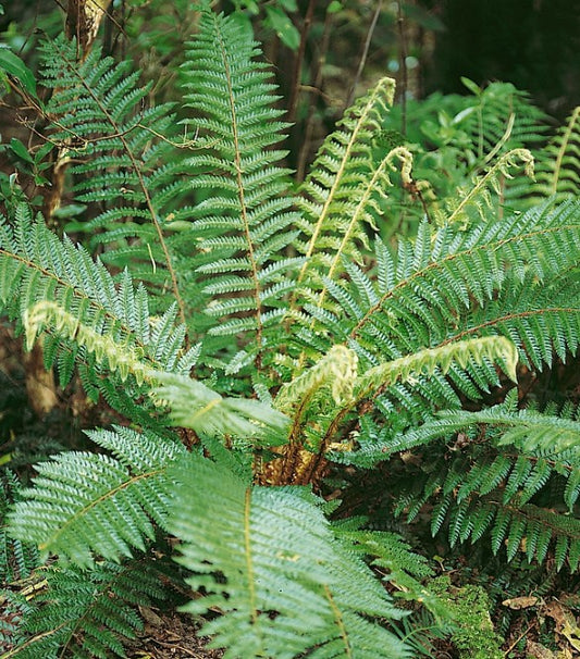 Polystichum braunii - skógaruxatunga