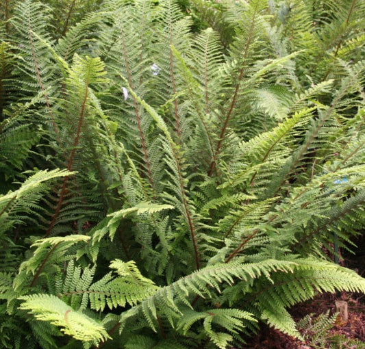 Polystichum setiferum 'Dahlem' - burstauxatunga