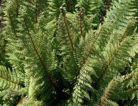 Polystichum setiferum 'Proliferum' - burstauxatunga