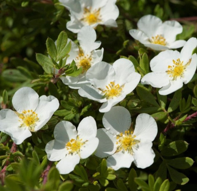 Potentilla fruticosa 'Abbotswood' - runnamura