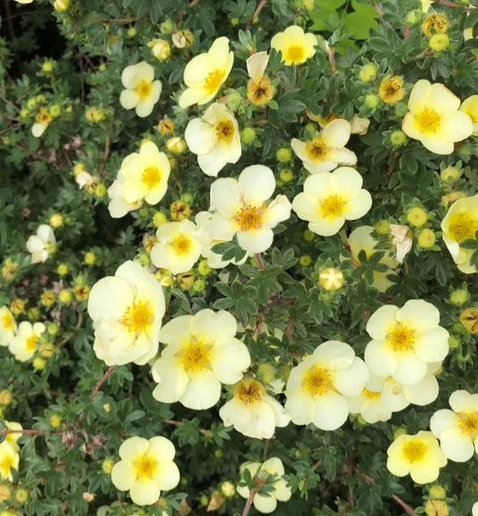 Potentilla fruticosa 'Primrose Beauty' - runnamura