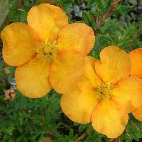 Potentilla fruticosa 'Tangerine' - runnamura