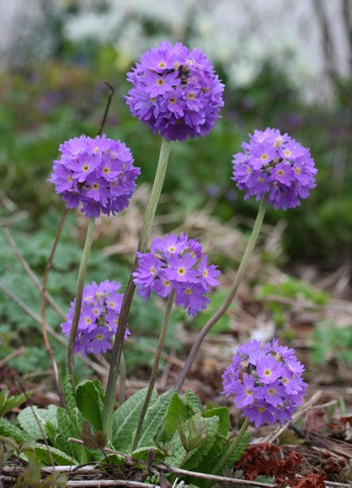 Primula denticulata - kúlulykill
