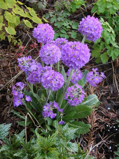 Primula denticulata - kúlulykill