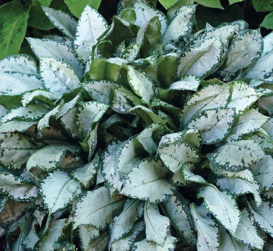 Pulmonaria 'Moonshine' - lyfjurt
