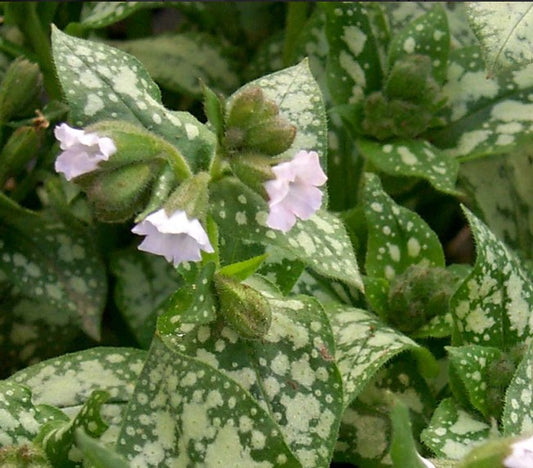 Pulmonaria 'Moonshine' - lyfjurt