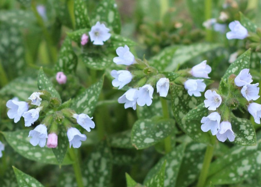 Pulmonaria 'Opal' - lyfjurt