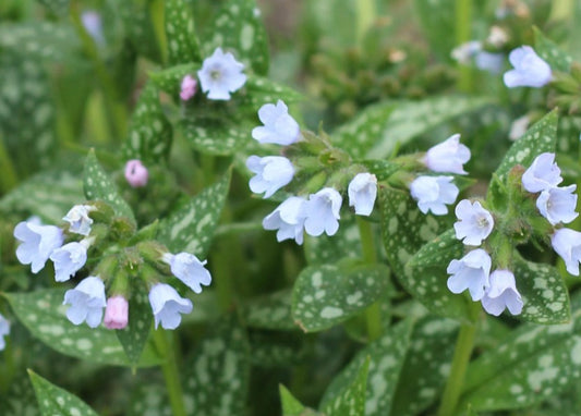Pulmonaria 'Opal' - lyfjurt