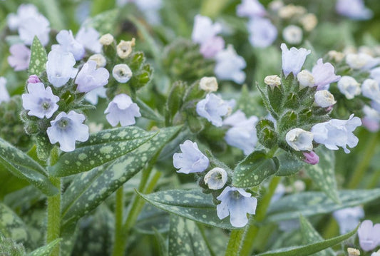 Pulmonaria 'Opal' - lyfjurt