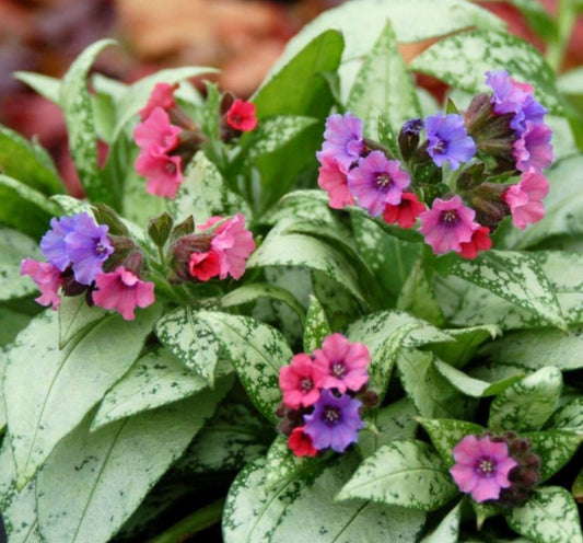 Pulmonaria 'Silver Bouquet' - lyfjurt