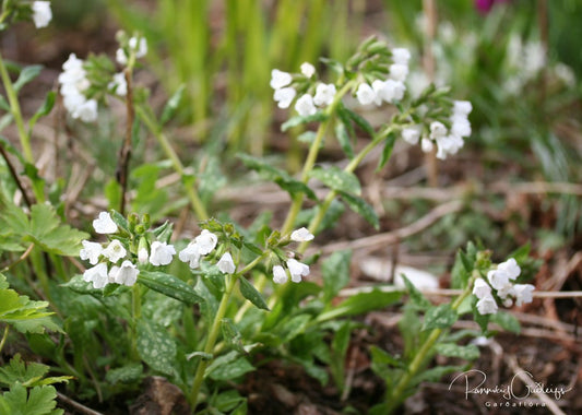 Pulmonaria officinalis 'Sissinghurst White' - læknalyfjurt