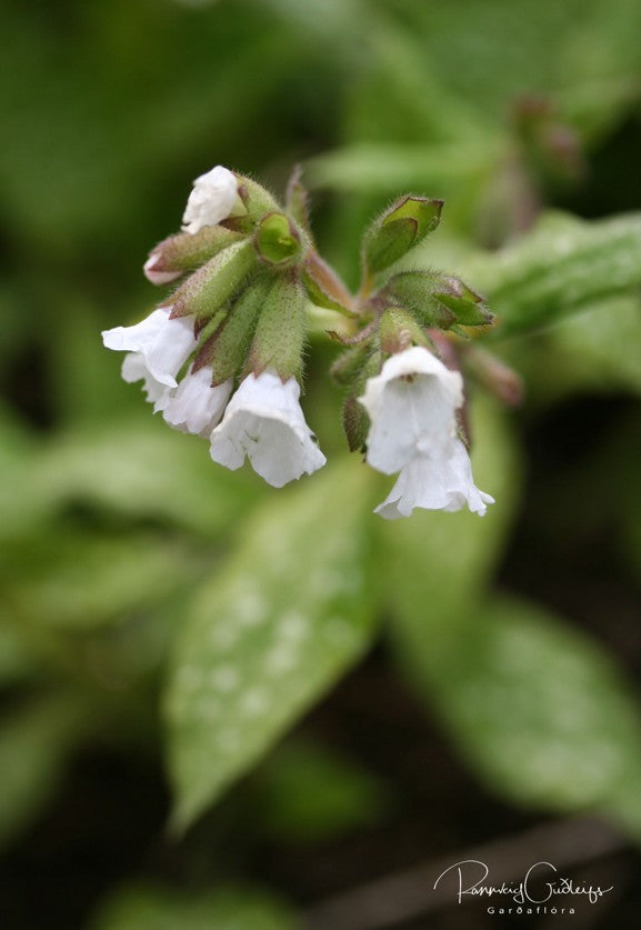 Pulmonaria officinalis 'Sissinghurst White' - læknalyfjurt