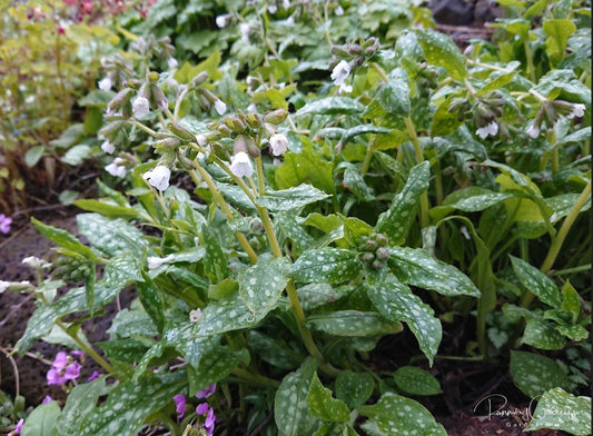 Pulmonaria officinalis 'Sissinghurst White' - læknalyfjurt