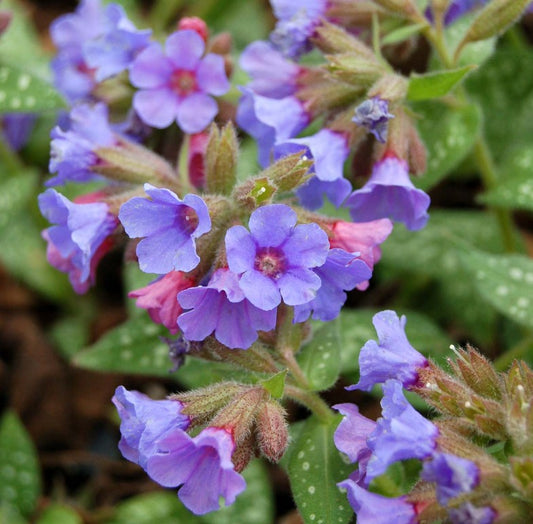 Pulmonaria 'Trevi Fountain' - lyfjurt
