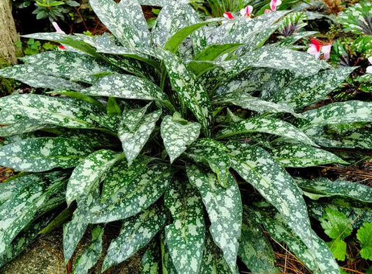 Pulmonaria 'Trevi Fountain' - lyfjurt