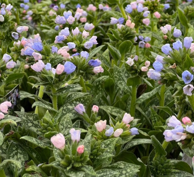 Pulmonaria 'Twinkle Toes' - lyfjurt