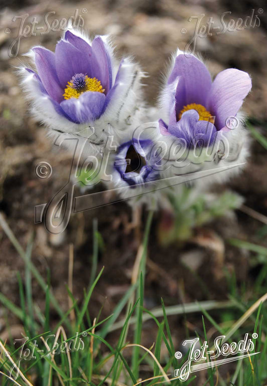 Pulsatilla halleri ssp. taurica - dvergheiðabjalla
