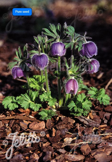 Pulsatilla tatewakii - sakhalínbjalla