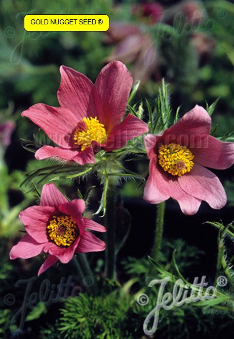 Pulsatilla vulgaris 'Rosen Glocke' - geitabjalla