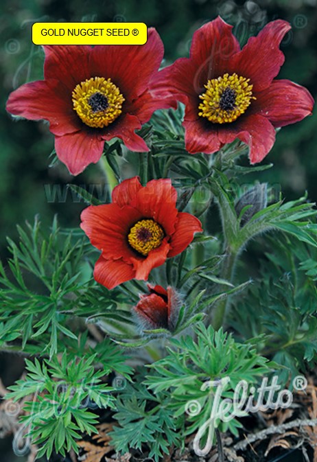 Pulsatilla vulgaris 'Rote Glocke' - geitabjalla