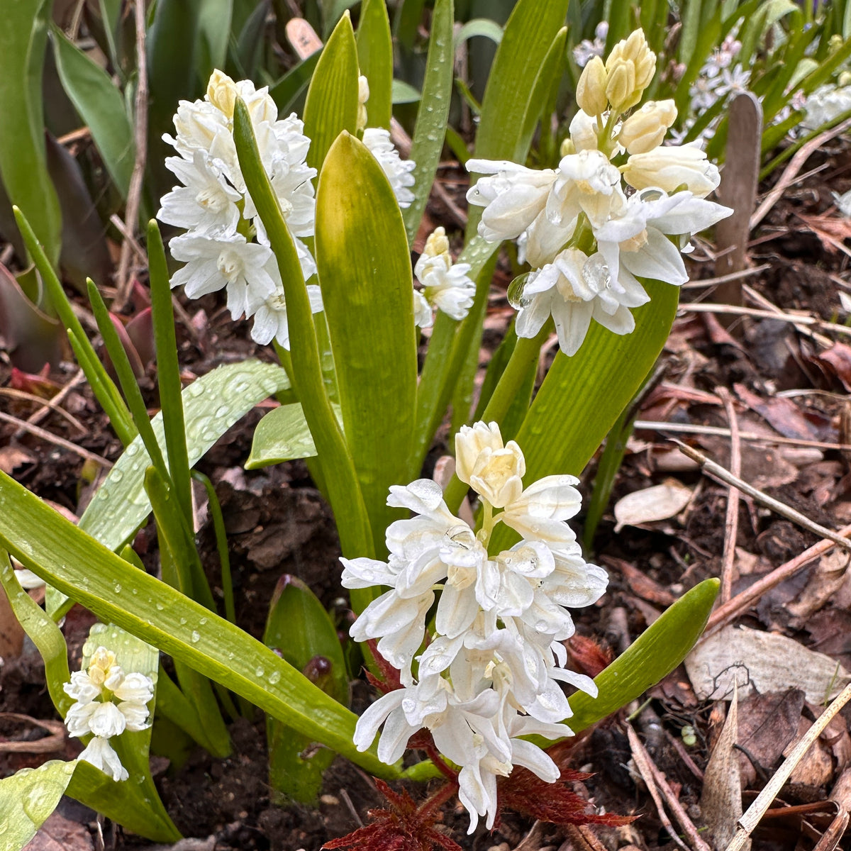 Puschkinia scilloides var. libanotica 'Alba' - postulínslilja