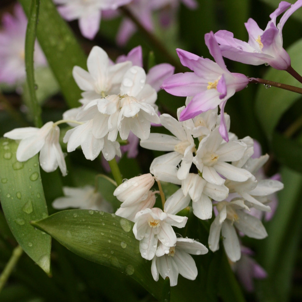 Puschkinia scilloides var. libanotica 'Alba' - postulínslilja