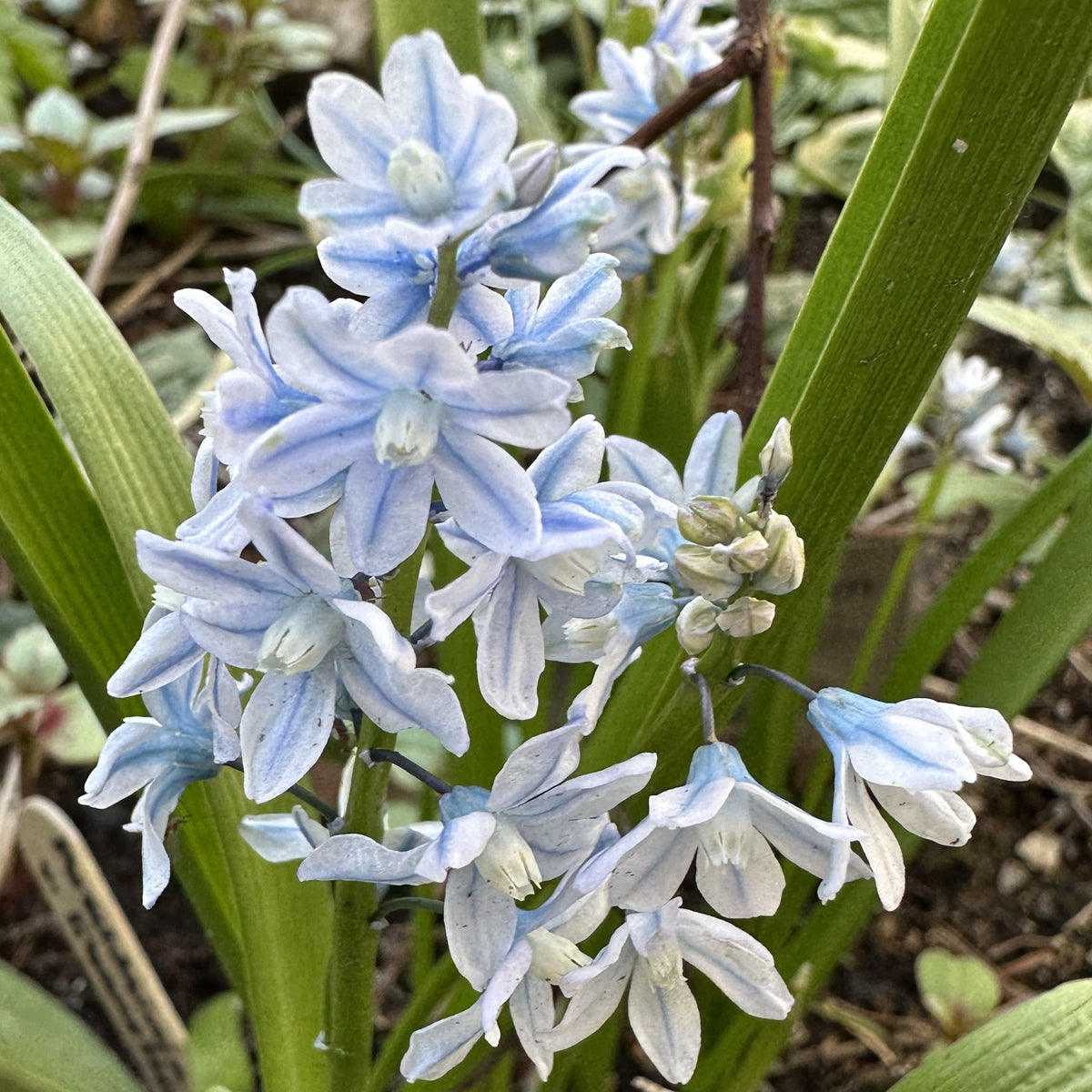 Puschkinia scilloides var. libanotica - postulínslilja